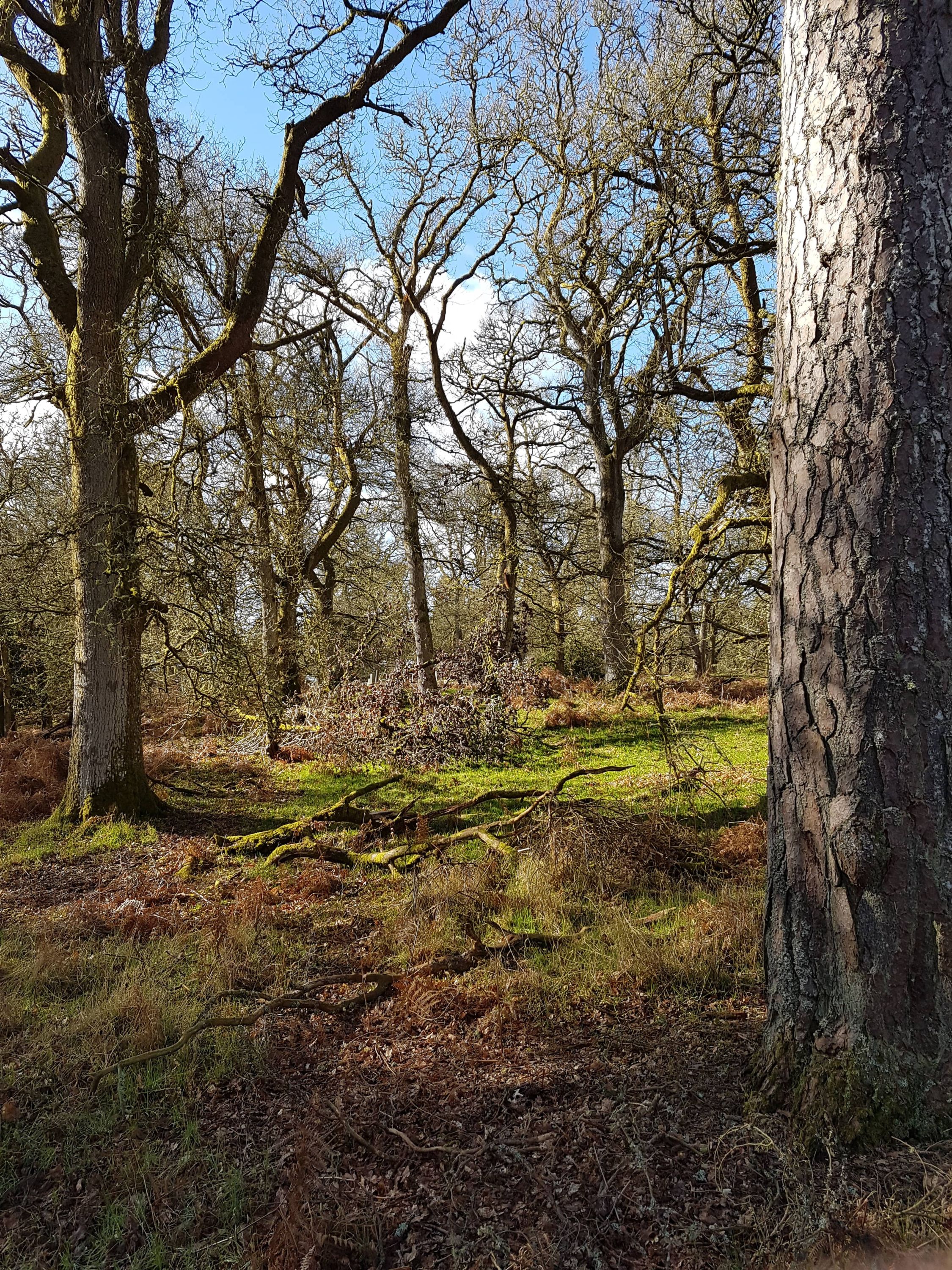 Kinclaven Bluebell Woods
