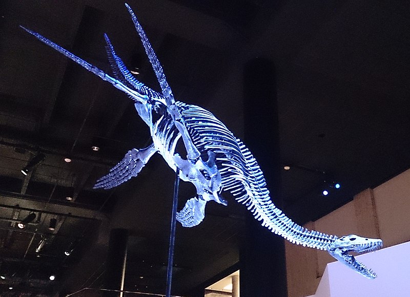 A Plesiosaur Skeleton