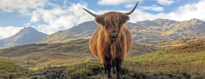 A Highland Cow