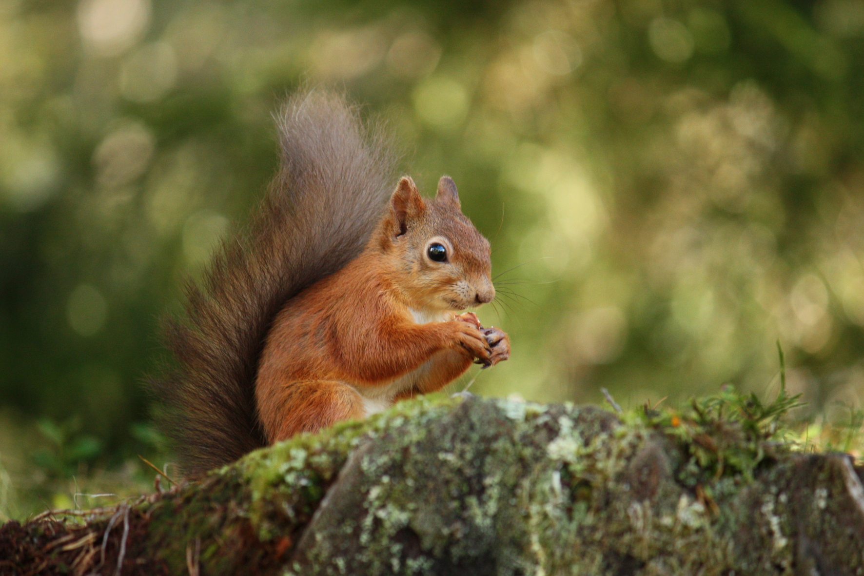 Red-Squirrel