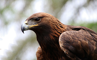 Golden Eagle