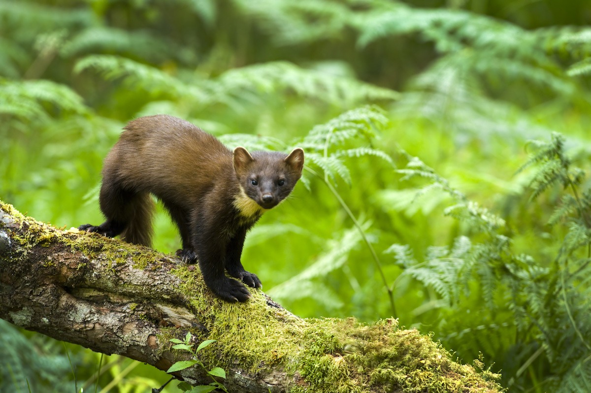 Pine Marten