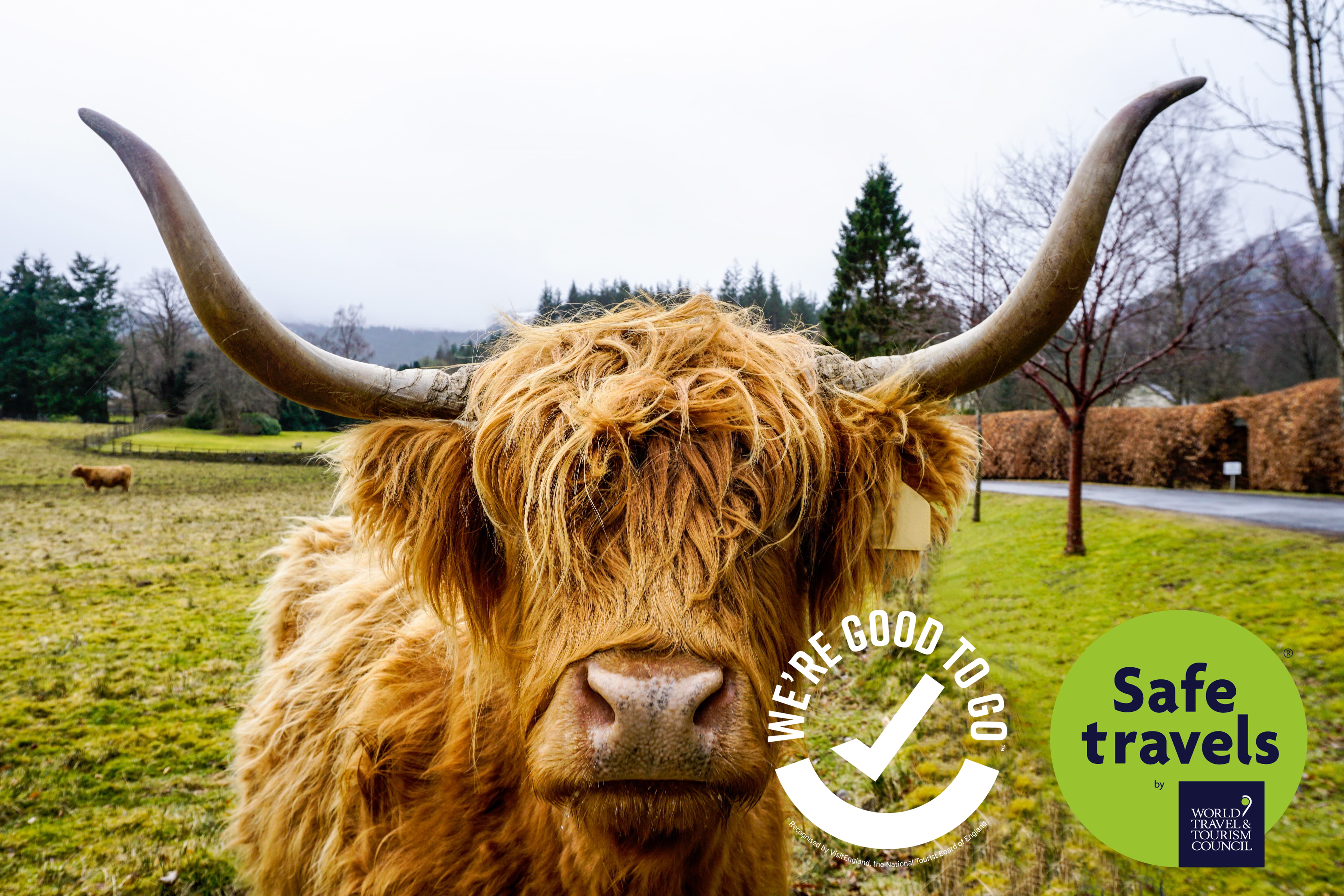 A Highland Coo with our covid certifications